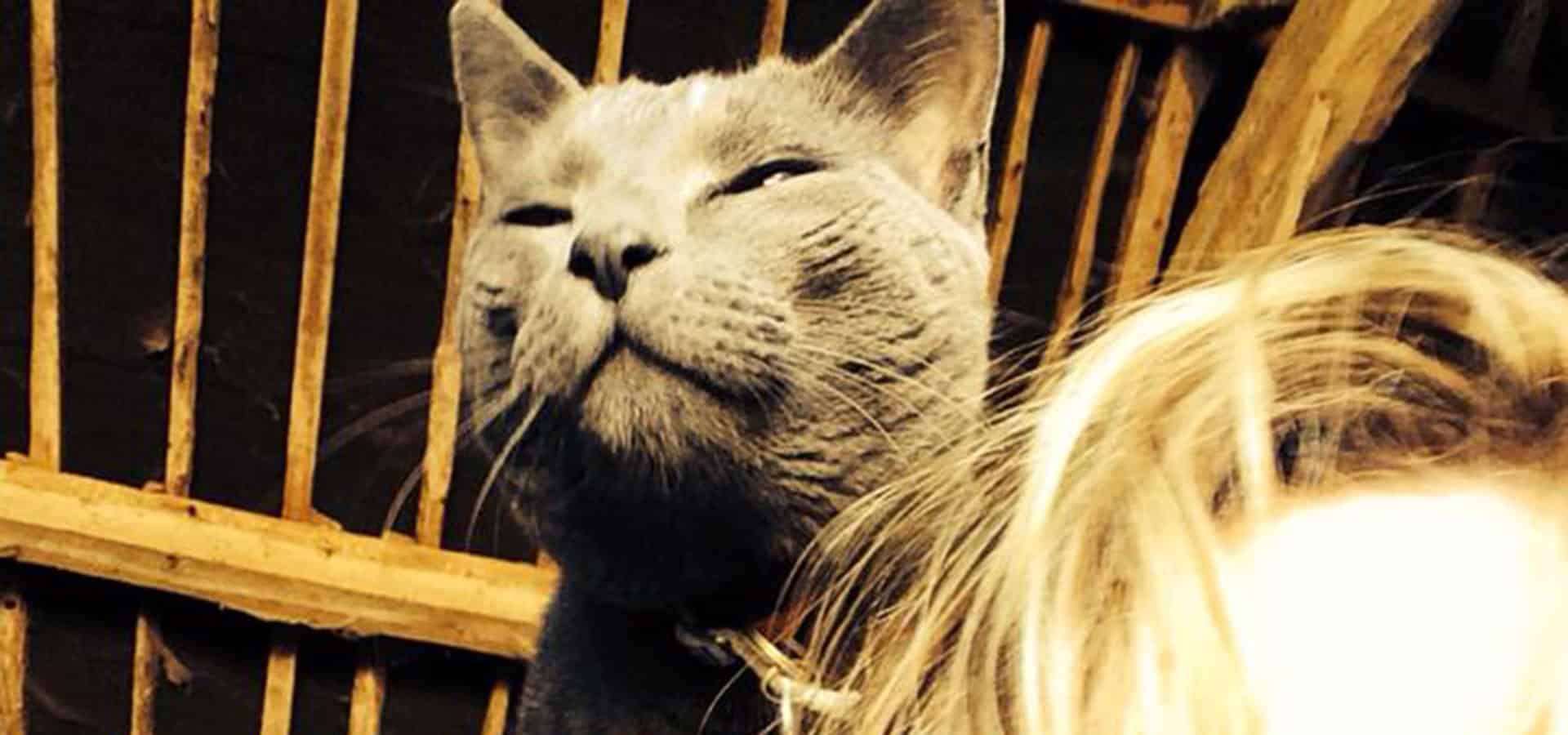 New Year Cat Selfie Winner