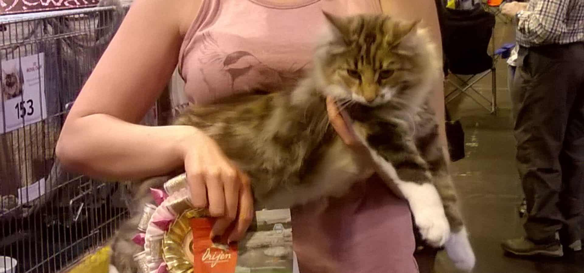 Success for ORIJEN at Supreme Cat Show (NEC, Birmingham)
