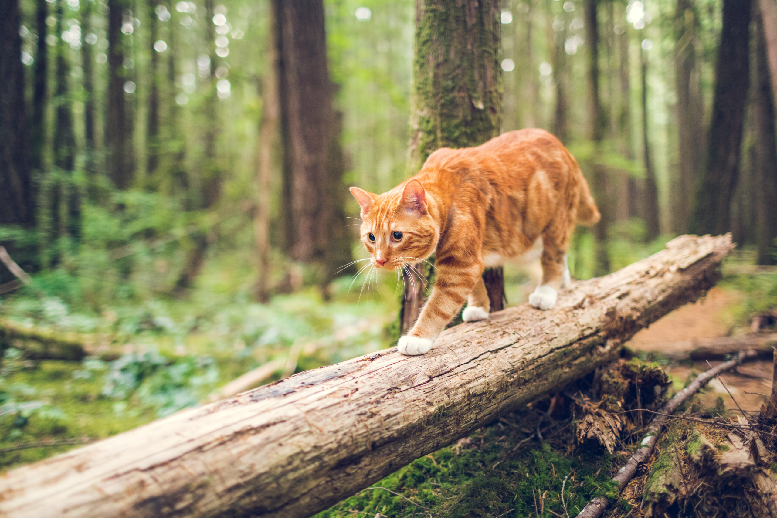 ORIJEN Fit Trim Cat