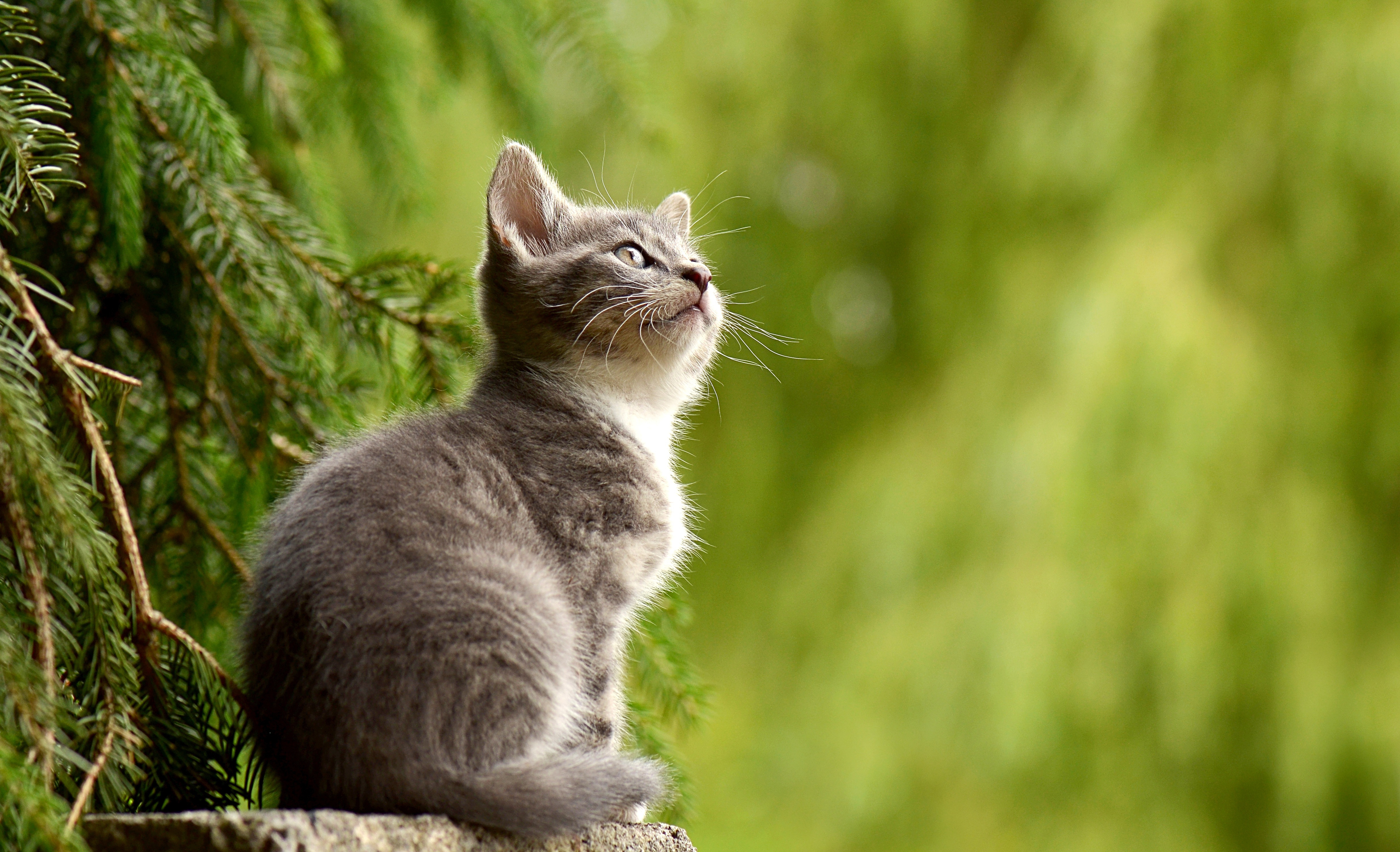 ORIJEN Kitten