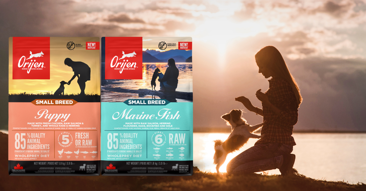 New ORIJEN™ Small Breed recipes launched  to help small dogs thrive