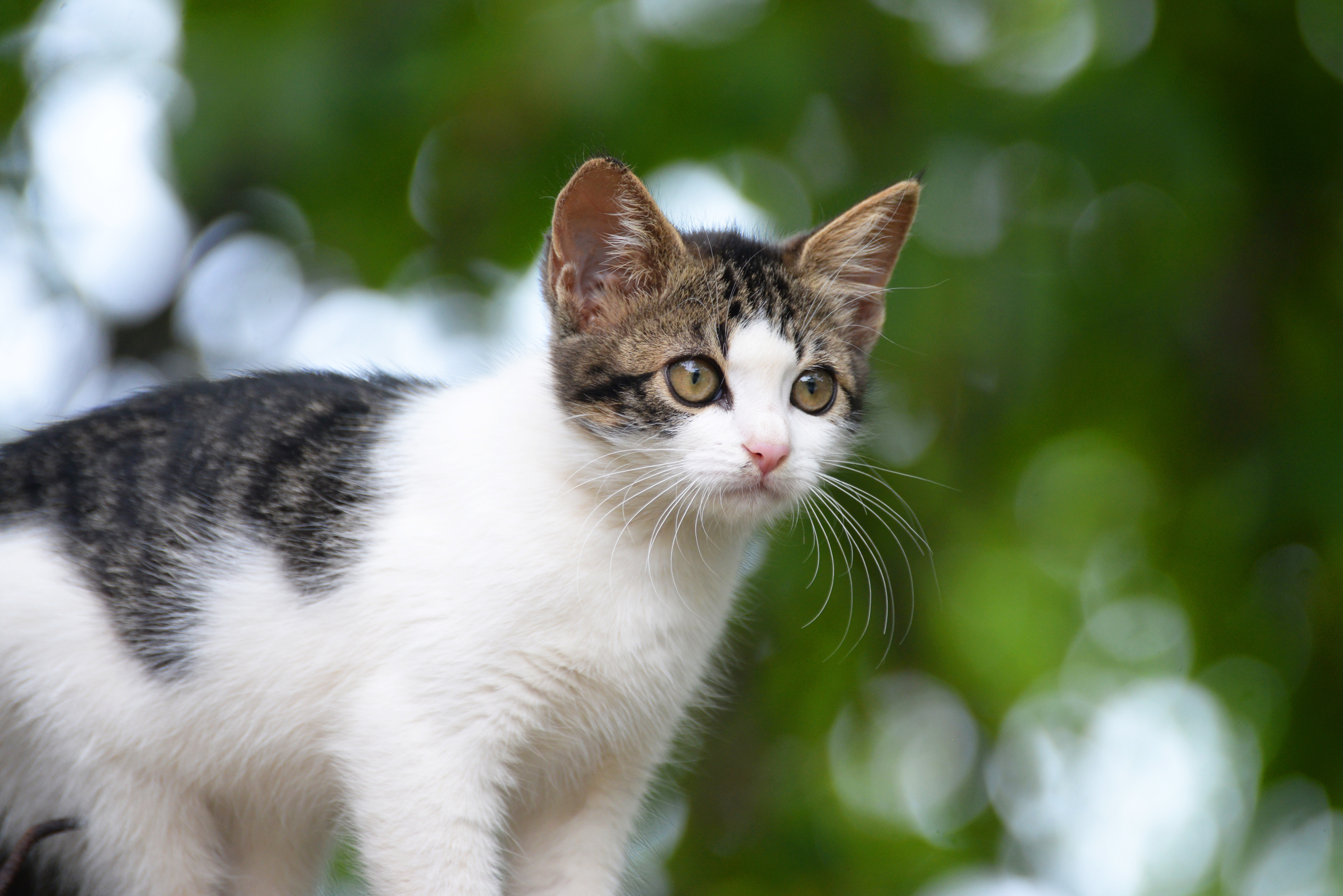 Kittens