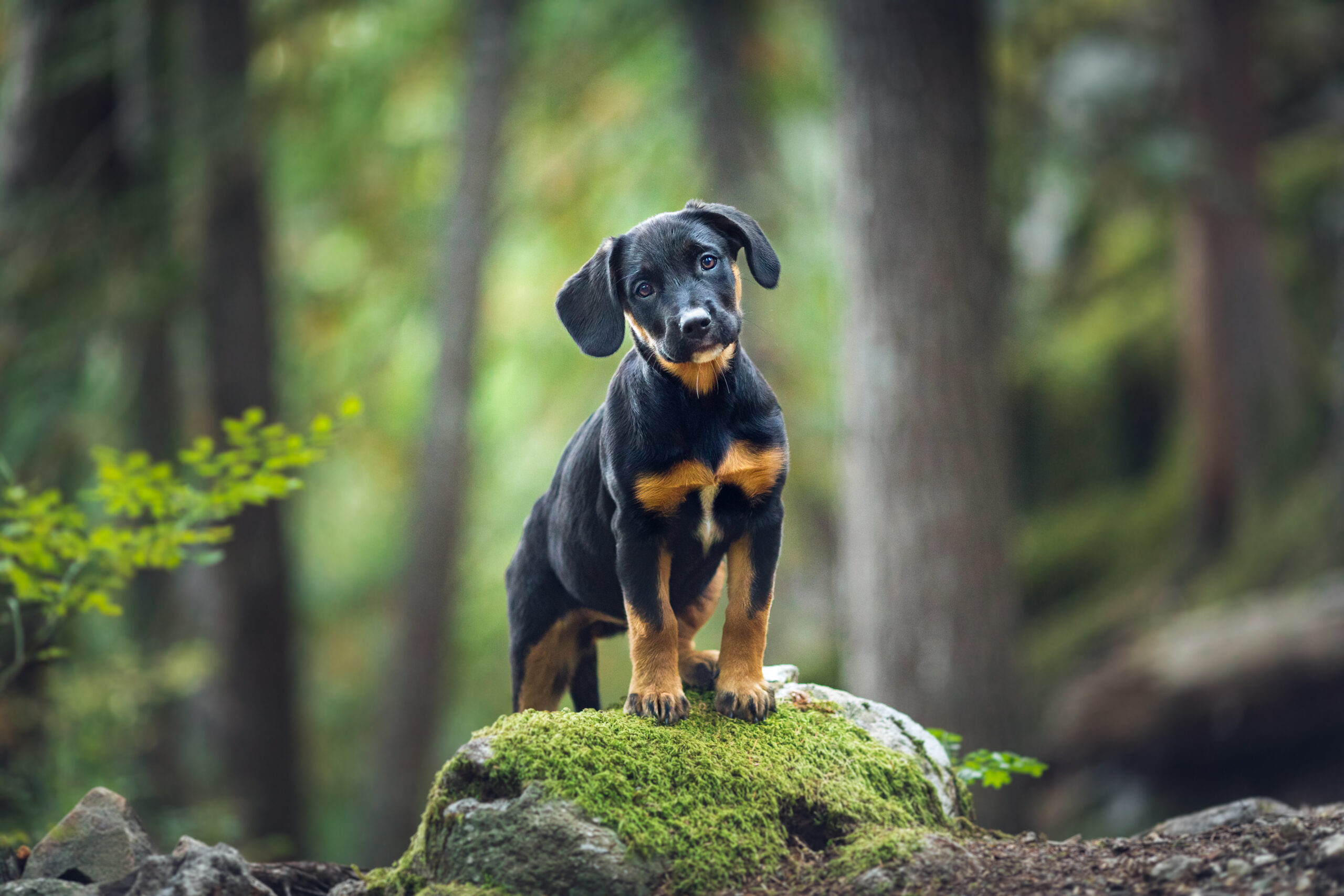 Puppies